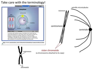 Cell Division - Mitosis | PPTX
