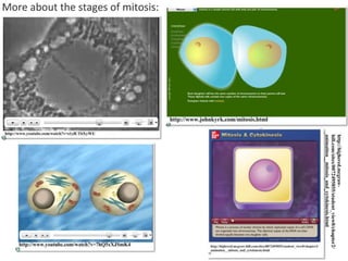 Cell Division - Mitosis | PPTX
