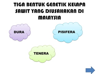 TIGA BENTUK GENETIK KELAPA
 SAWIT YANG DIUSAHAKAN DI
         MALAYSIA

DURA            PISIFERA




       TENERA
 