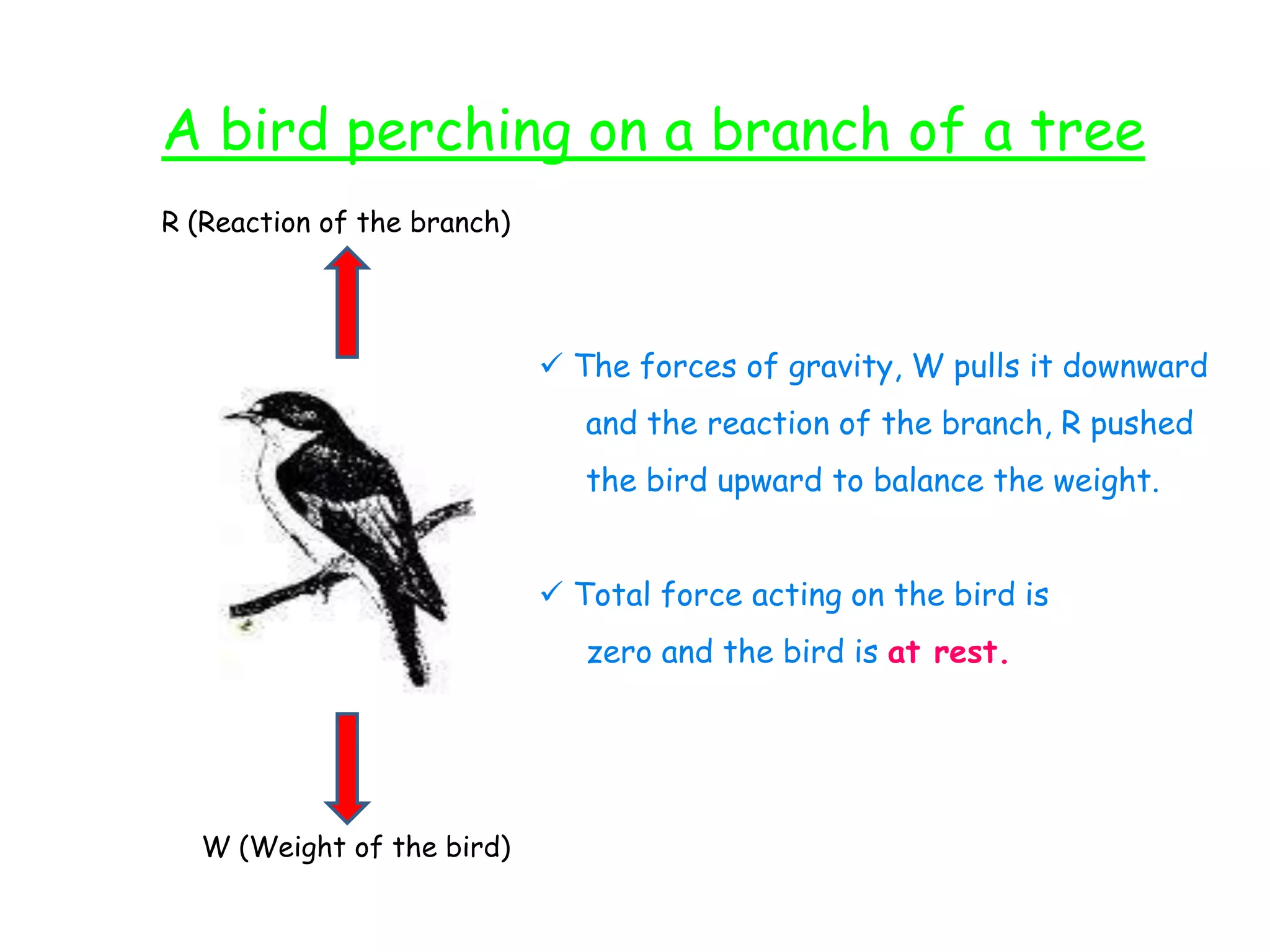 A bird perching on a branch of a tree
R (Reaction of the branch)




                              The forces of gravity, W pulls it downward
                                and the reaction of the branch, R pushed
                                the bird upward to balance the weight.


                              Total force acting on the bird is
                                zero and the bird is at rest.




  W (Weight of the bird)
 