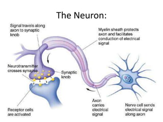 The Neuron:
 