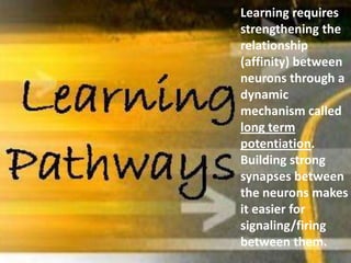 Learning requires
strengthening the
relationship
(affinity) between
neurons through a
dynamic
mechanism called
long term
potentiation.
Building strong
synapses between
the neurons makes
it easier for
signaling/firing
between them.
 