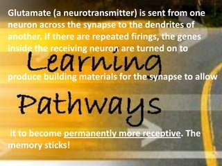 Glutamate (a neurotransmitter) is sent from one
neuron across the synapse to the dendrites of
another. If there are repeated firings, the genes
inside the receiving neuron are turned on to
produce building materials for the synapse to allow
it to become permanently more receptive. The
memory sticks!
 