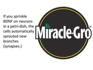 If you sprinkle
BDNF on neurons
in a petri-dish, the
cells automatically
sprouted new
branches
(synapses.)
 