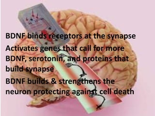 BDNF binds receptors at the synapse
Activates genes that call for more
BDNF, serotonin, and proteins that
build synapse
BDNF builds & strengthens the
neuron protecting against cell death
 