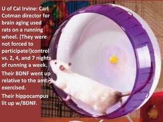 U of Cal Irvine: Carl
Cotman director for
brain aging used
rats on a running
wheel. (They were
not forced to
participate!)control
vs. 2, 4, and 7 nights
of running a week.
Their BDNF went up
relative to the amt.
exercised.
Their hippocampus
lit up w/BDNF.
 