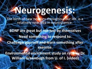 Neurogenesis:
The birth of new neurons throughout our life is a
relatively new idea in neuroscience.
BDNF are great but not just by themselves
Need something to respond to.
Challenge yourself and learn something after
exercise.
Environmental enrichment study on rats, by Dr.
William Greenough from U. of I. (video)
 
