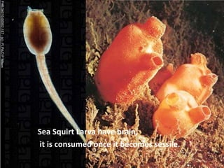 Sea Squirt Larva have brain,
it is consumed once it becomes sessile.
 