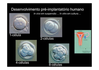 Desenvolvimento pré-implantatório humano
                In vivo em suspensão ... In vitro em cultura ...




1-célula
                      2-células




    4-células
                               8-células
 