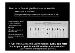 Técnicas de Reprodução Medicamente Assistida
            Fertilização in vitro (FIV)
            Injecção intra-citoplasmática de espermatozóide (ICSI)


Para fertilizarem o oocito,
os espermatozóides:
1. Concentração total
adequada
2. Fracção adequada de
formas móveis
3. Fracção adequada de
formas morfologicamente
normais



 A ICSI (Intra-Cytoplasmic Sperm Injection) surgiu para fazer
 face a alguns tipos de infertilidade de causa masculina
                    (especialmente defeitos graves da qualidade)
 