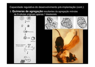 Capacidade regulativa do desenvolvimento pré-implantação (cont.):
3. Quimeras de agregação resultantes da agregação mórulas
    de 8-células originam apenas 1 blastocisto
 