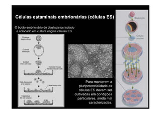 Células estaminais embrionárias (células ES)

O botão embrionário de blastocistos isolado
 e colocado em cultura origina células ES.




                                                      Para manterem a
                                                 pluripotencialidade as
                                                 células ES devem ser
                                              cultivadas em condições
                                                particulares, ainda mal
                                                        caracterizadas.
 