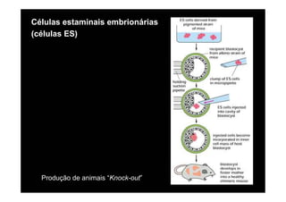 Células estaminais embrionárias
(células ES)




  Produção de animais “Knock-out”
 