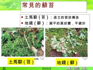 常見的蘚苔 土馬騌 ( 苔 ) ： 直立的莖狀構造 地錢 ( 蘚 ) ： 扁平的葉狀體，平鋪於地表 吳啟斌攝 梁光裕攝 地錢 ( 蘚 ) 土馬騌 ( 苔 ) 