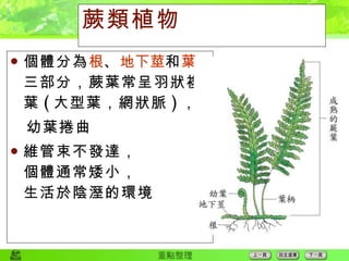 蕨類植物 個體分為 根 、 地下莖 和 葉 三部分，蕨葉常呈羽狀複 葉 ( 大型葉，網狀脈 ) ， 幼葉捲曲 維管束不發達， 個體通常矮小， 生活於陰溼的環境 