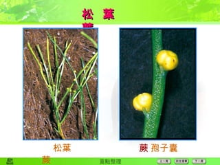 松  葉  蕨  松葉蕨  孢子囊 