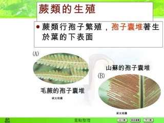 蕨類的生殖 蕨類行孢子繁殖， 孢子囊堆 著生於葉的下表面 山蘇的孢子囊堆 梁光裕攝 毛蕨的孢子囊堆 梁光裕攝 