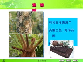 筆  筒  樹 有何生活應用 ? 其氣生根 , 可作為園 藝上用的蛇木 