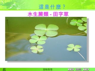 這是什麼 ? 水生蕨類 - 田字草 