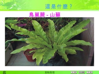 這是什麼 ? 鳥巢蕨 - 山蘇 