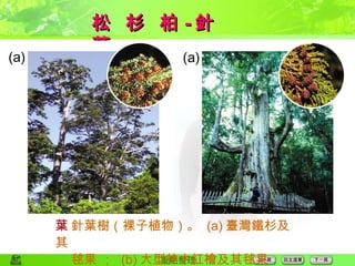 松  杉  柏 - 針葉  針葉樹（裸子植物）。  (a) 臺灣鐵杉及其 毬果 ；  (b) 大型神木紅檜及其毬果 (a) (a) 
