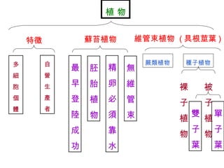 植 物 特徵 多細胞個體 自營生產者 蘚苔植物 最早登陸成功 無維管束 精卵必須靠水 維管束植物  ( 具根莖葉 ) 蕨類植物 種子植物 裸子植物 被子植物 雙子葉 單子葉 胚胎植物 