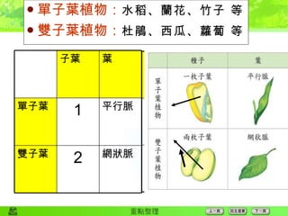 被子植物 單子葉植物： 水稻、蘭花、竹子 等 雙子葉植物： 杜鵑、西瓜、蘿蔔 等 子葉 葉 單子葉 1 平行脈 雙子葉 2 網狀脈 根 花 鬚根 三或三的倍數 軸根 四或五的倍數 