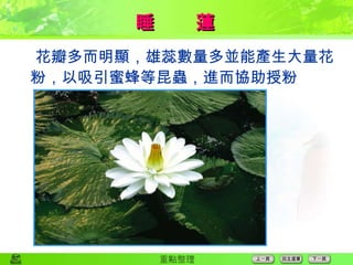 睡　　蓮  花瓣多而明顯，雄蕊數量多並能產生大量花 粉，以吸引蜜蜂等昆蟲，進而協助授粉  