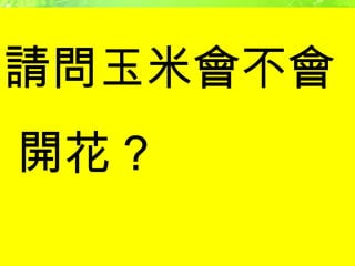  玉米雌花序 禾  本  科  ex 玉米、水稻、甘蔗  玉米雄花序 雄蕊可產生大量花粉，並藉風力散布 請問玉米會不會開花 ? 