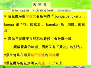  魔芋的佛焰花序，透過散發特殊腐臭味來吸引蒼蠅等傳媒來傳粉 天 南 星 科 花瓣不明顯，只有發達的雌、雄蕊構造 巨花魔芋的 印尼文 名稱叫做「 bunga bangkai 」，  bunga  是「花」的意思，  bangkai  是「屍體」的意思 因為巨花魔芋在開花的時候，會散發一股 類似屍臭的味道，因此又有「屍花」的別名。 原生地是在印尼 蘇門答臘 的 雨林 裡 巨花魔芋的花序可以 高達三公尺 以上 