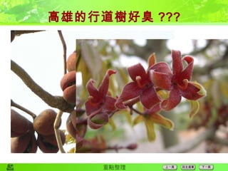 高雄的行道樹好臭 ??? 高雄市環保局最近接連續接獲好幾通民眾陳情電話，內容都是說聞到濃濃的屍臭味，懷疑住家附近空地有死貓、死狗，甚至擔心是不是發生命案，有人遭到殺害棄屍，稽查人員查了老半天，做後才發現是一種叫做「 掌葉蘋婆 」的行道樹所發出來的臭味，這種樹木在每年三到四月開花， 暗紅色的小花會散發惡臭 ，有些人覺得和屍臭味很像，才會引起恐慌。 