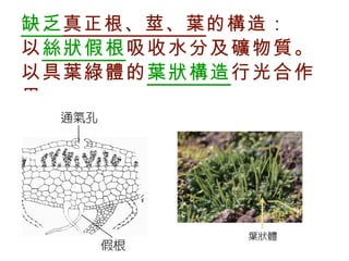 缺乏 真正根、莖、葉 的構造： 以 絲狀假根 吸收水分及礦物質。 以具葉綠體的 葉狀構造 行光合作用。 