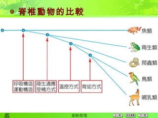 ◎ 脊椎動物的比較 