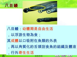 八目鰻 八目鰻 ： 幼體期是自由生活 ，以浮游生物為食； 其 成體 以口吸附在魚類的外表 ，再以角質化的舌頭刮食魚的組織及體液 ，行外 寄生生活 
