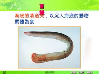 盲　　鰻  海底的清道夫 ，以沉入海底的動物 屍體為食 
