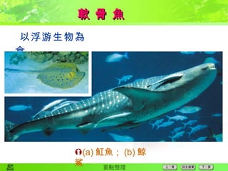  以浮游生物為食 軟 骨 魚  (a) 魟魚； (b) 鯨鯊 