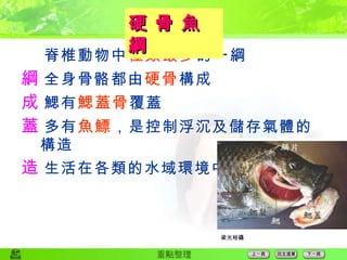  脊椎動物中 種類最多 的一綱  全身骨骼都由 硬骨 構成  鰓有 鰓蓋骨 覆蓋  多有 魚鰾 ，是控制浮沉及儲存氣體的構造  生活在各類的水域環境中 硬 骨 魚 綱 梁光裕攝 