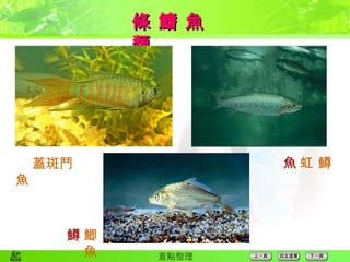 條 鰭 魚 類  蓋斑鬥魚  虹 鱒  鯽 魚 