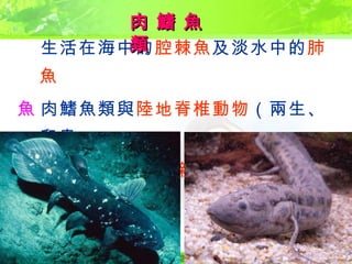  生活在海中的 腔棘魚 及淡水中的 肺魚  肉鰭魚類與 陸地脊椎動物 （兩生、爬蟲 類等）有 較近的親緣 關係 肉 鰭 魚 類 