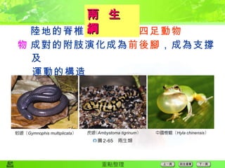  陸地的脊椎動物合稱為 四足動物  成對的附肢演化成為 前後腳 ，成為支撐及 運動的構造 兩  生  綱 