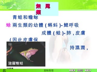  青蛙和蟾蜍  兩生類的幼體 ( 蝌蚪 )- 鰓呼吸 成體 ( 蛙 )- 肺 , 皮膚 ( 因此皮膚保  持濕潤 , 缺乏角質 ) 無  尾  類 諸羅樹蛙 杜銘章攝 