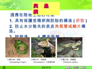  適應在陸地生活的特徵 1.  具有保護受精卵與胚胎的構造 ( 卵殼 ) 2.  防止水分散失的表皮 角質層或鱗片 構造。 3.  肺發達  4. 體內受精 爬　蟲　綱 