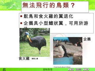 無法飛行的鳥類 ? 鴕鳥和食火雞的翼退化 企鵝具小型鰭狀翼，可用於游泳 關親山攝 食火雞 企鵝 Corel stock photo Library 