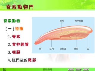 脊索動物門 脊索動物 ( 一 ) 特徵 1. 脊索 2. 背神經管 3. 咽裂 4. 肛門後的 尾部 