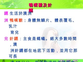 鴨嘴獸及針鼴  生活於澳洲  鴨嘴獸 ： 身體無鱗片、體表覆毛、乳汁 育兒  針鼴 ：主食是螞蟻。絕大多數時間，澳 洲針鼴都在地底下活動，並用它那可長 達 18 公分、佈滿黏液的舌頭舔食螞 蟻、或是白蟻 