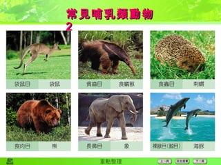 常見哺乳類動物  2 