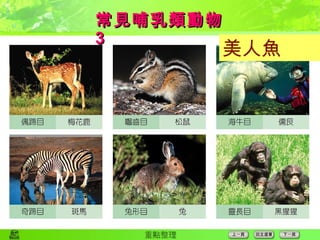 常見哺乳類動物  3 美人魚 