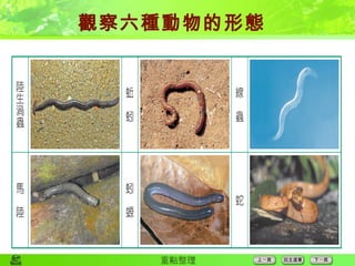 觀察六種動物的形態 