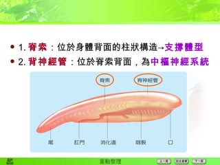 1. 脊索 ：位於身體背面的柱狀構造-> 支撐體型 2. 背神經管 ：位於脊索背面，為 中樞神經系統 