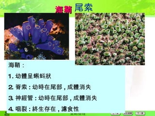 海鞘 尾索 海鞘： 1. 幼體呈蝌蚪狀 2. 脊索 : 幼時在尾部 , 成體消失 3. 神經管 : 幼時在尾部 , 成體消失 4. 咽裂 : 終生存在 , 濾食性 